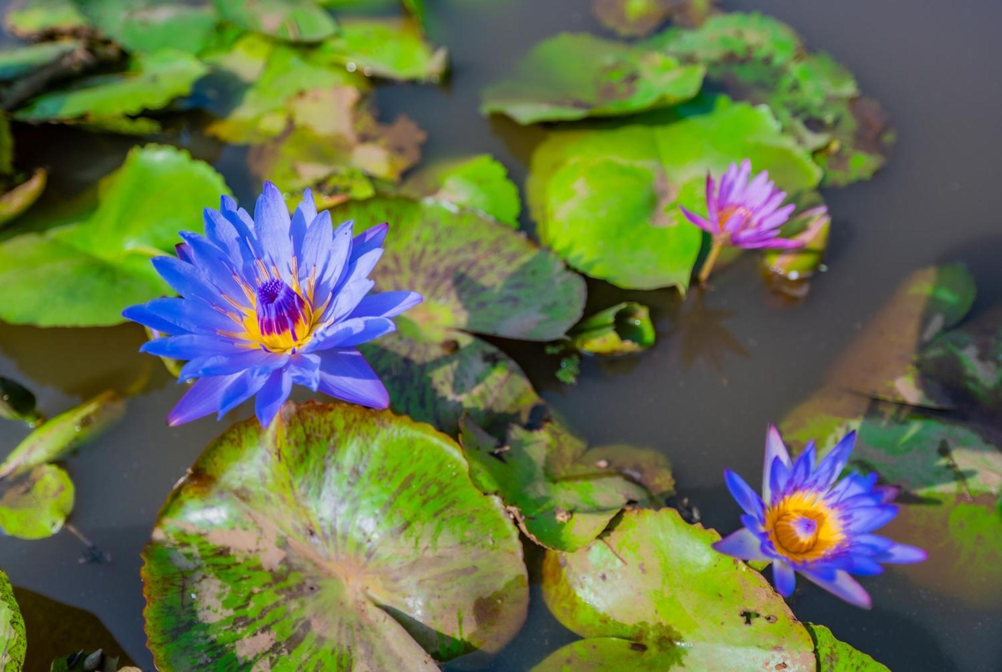 Lotus Leaf Hotel Pali  Bagian luar foto